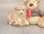 8 week old Mini Huskydoodle Puppy For Sale - Florida Fur Babies