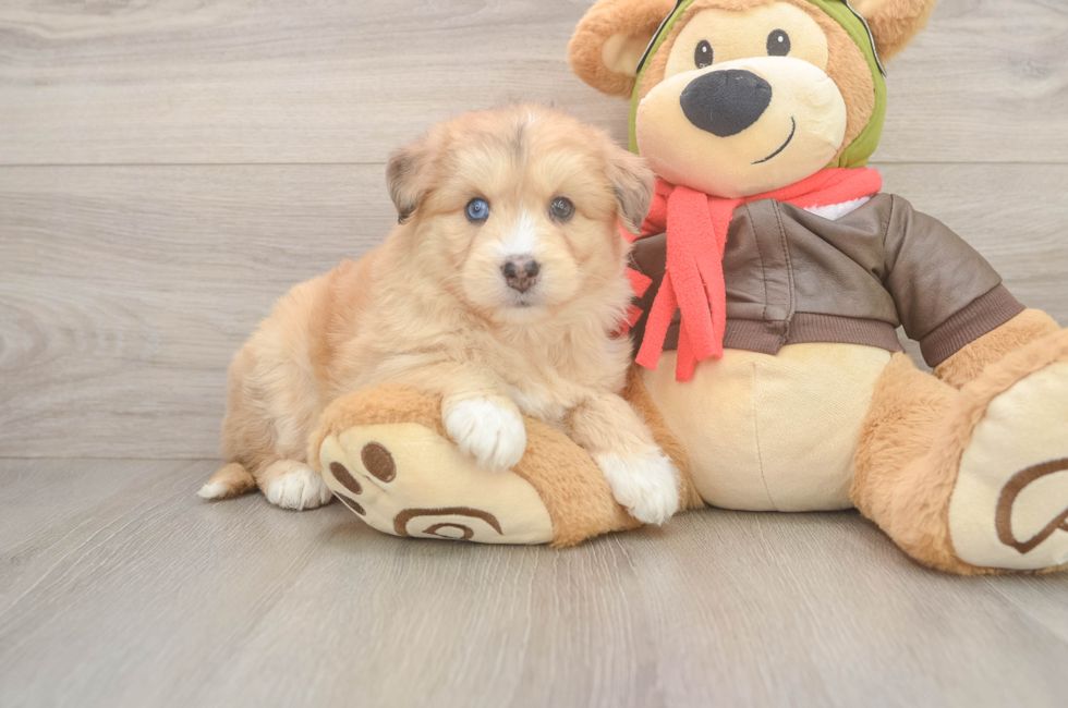 6 week old Mini Huskydoodle Puppy For Sale - Florida Fur Babies