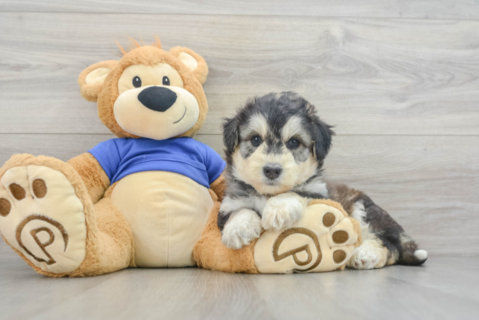 Cute Mini Huskydoodle Baby