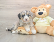 5 week old Mini Huskydoodle Puppy For Sale - Florida Fur Babies