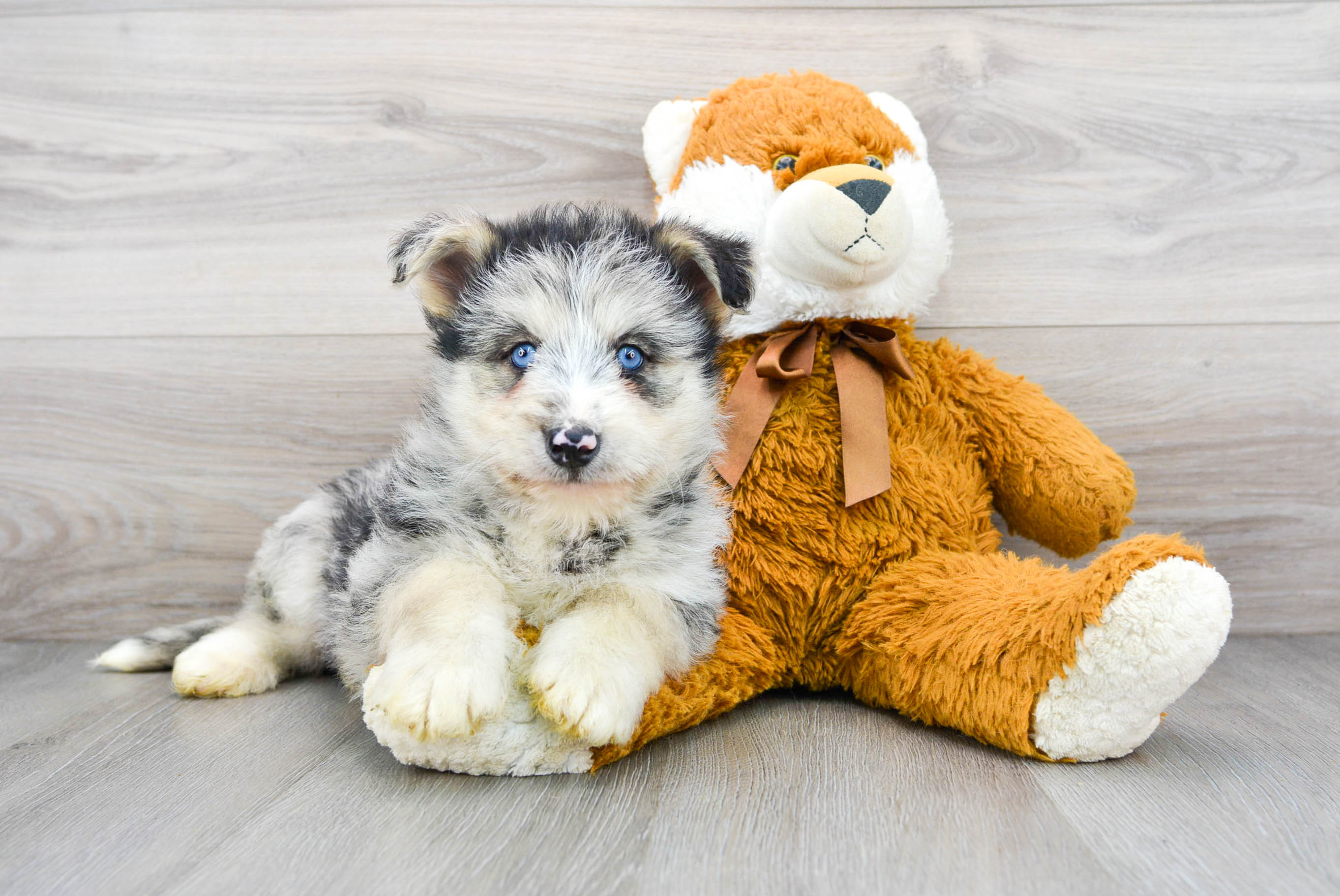 Mini shop husky poo