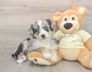 5 week old Mini Huskydoodle Puppy For Sale - Florida Fur Babies