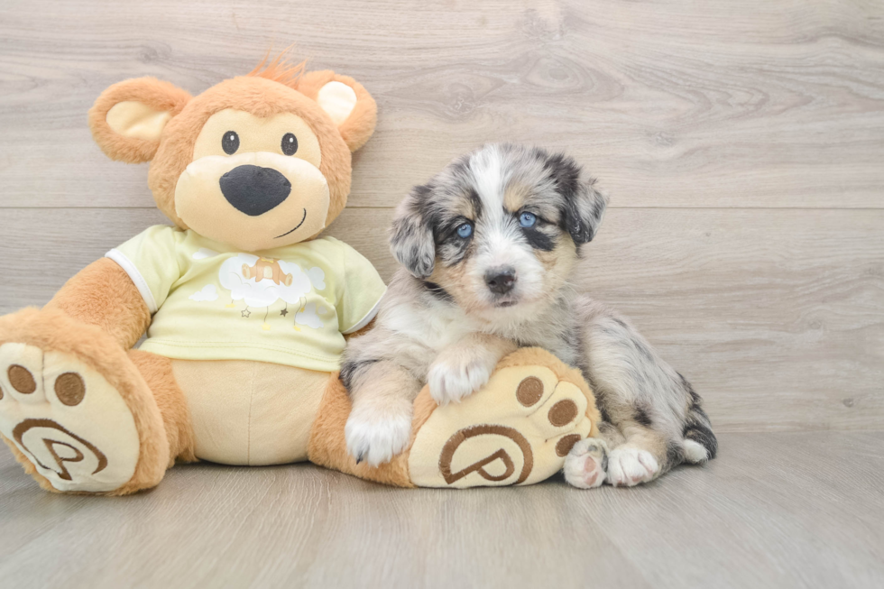 Mini Huskydoodle Pup Being Cute