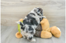 Cute Husky Poo Poodle Mix Puppy