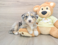 8 week old Mini Huskydoodle Puppy For Sale - Florida Fur Babies