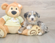 6 week old Mini Huskydoodle Puppy For Sale - Florida Fur Babies