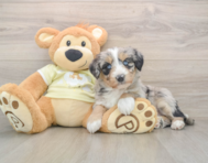 5 week old Mini Huskydoodle Puppy For Sale - Florida Fur Babies