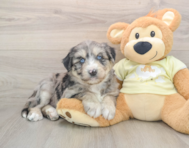 5 week old Mini Huskydoodle Puppy For Sale - Florida Fur Babies