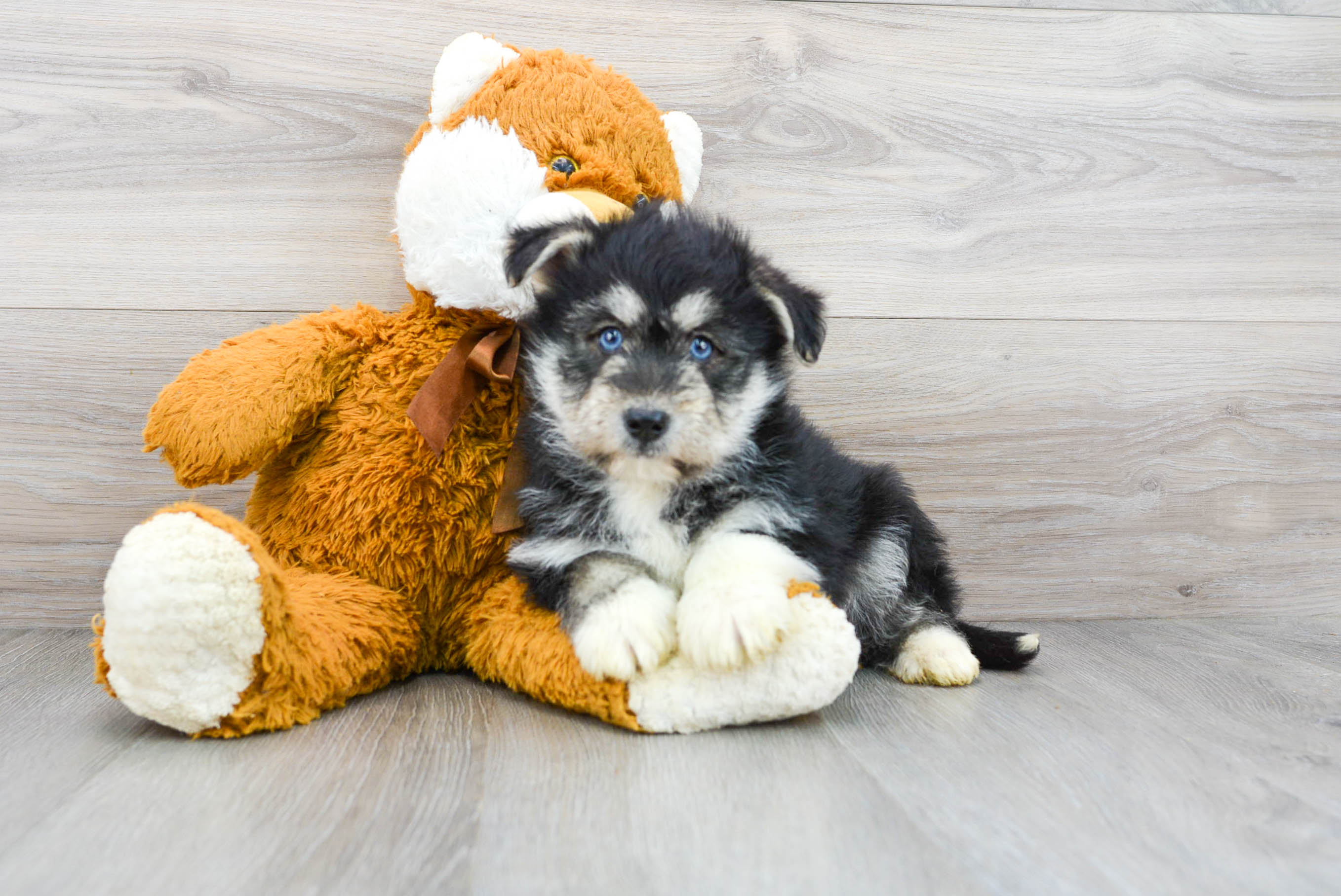 Mini clearance husky poo