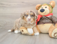 5 week old Mini Huskydoodle Puppy For Sale - Florida Fur Babies