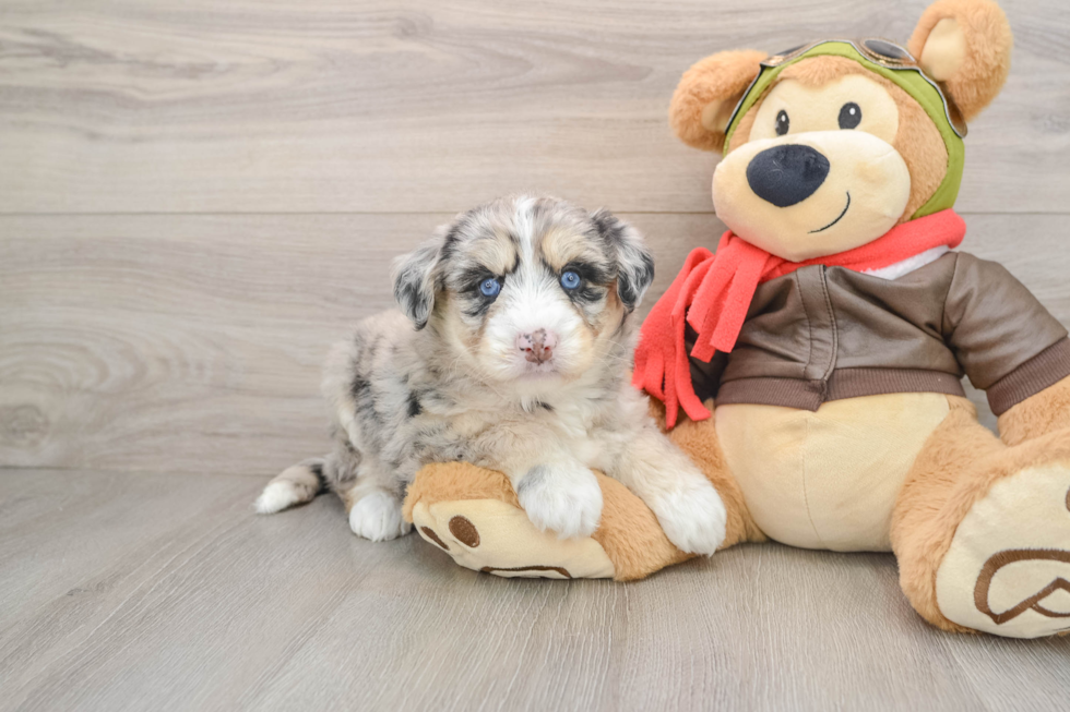 Cute Siberpoo Poodle Mix Puppy
