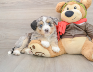 5 week old Mini Huskydoodle Puppy For Sale - Florida Fur Babies