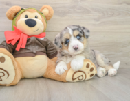 7 week old Mini Huskydoodle Puppy For Sale - Florida Fur Babies