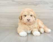 5 week old Mini Huskydoodle Puppy For Sale - Florida Fur Babies