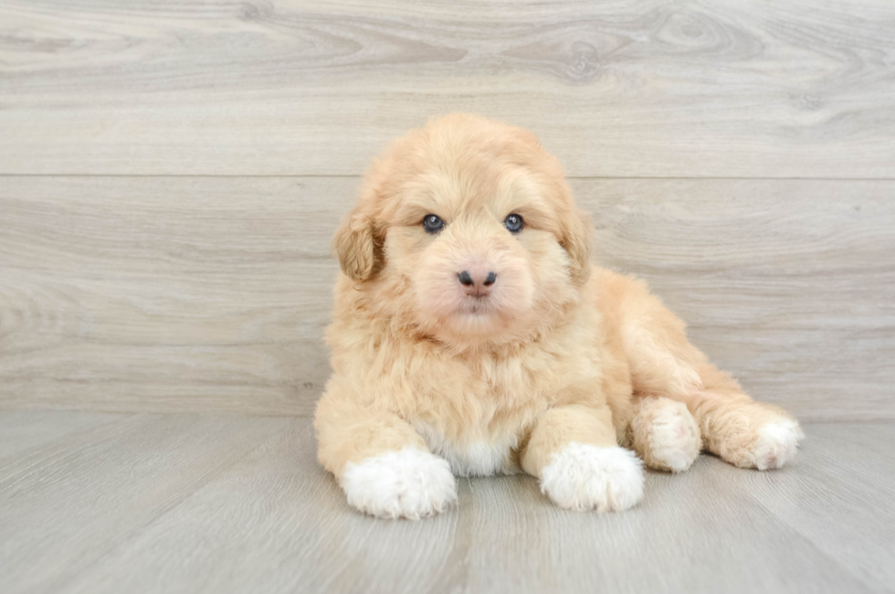 5 week old Mini Huskydoodle Puppy For Sale - Florida Fur Babies
