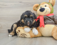 5 week old Mini Huskydoodle Puppy For Sale - Florida Fur Babies