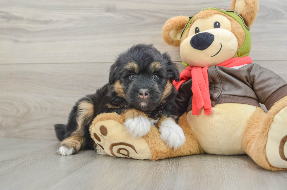 5 week old Mini Huskydoodle Puppy For Sale - Florida Fur Babies