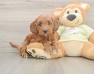 6 week old Mini Irish Doodle Puppy For Sale - Florida Fur Babies