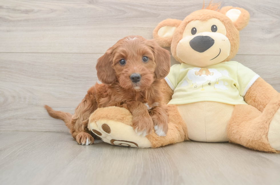 6 week old Mini Irish Doodle Puppy For Sale - Florida Fur Babies