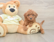 5 week old Mini Irish Doodle Puppy For Sale - Florida Fur Babies