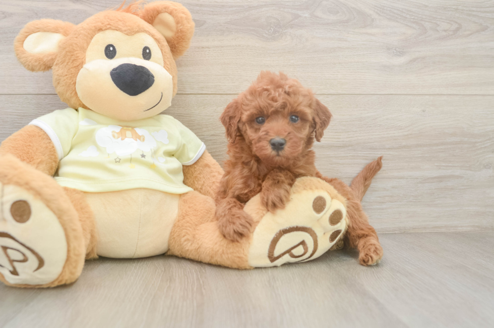 6 week old Mini Irish Doodle Puppy For Sale - Florida Fur Babies