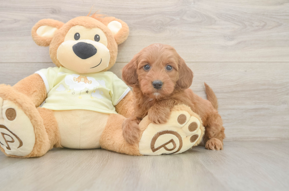 6 week old Mini Irish Doodle Puppy For Sale - Florida Fur Babies