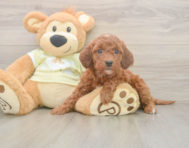 6 week old Mini Irish Doodle Puppy For Sale - Florida Fur Babies