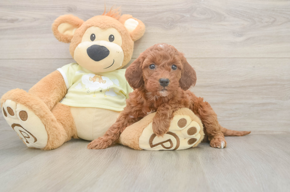 6 week old Mini Irish Doodle Puppy For Sale - Florida Fur Babies