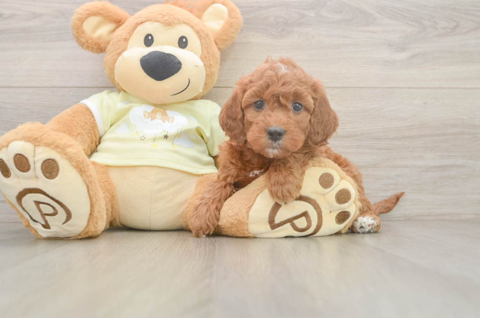 6 week old Mini Irish Doodle Puppy For Sale - Florida Fur Babies