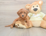 5 week old Mini Irish Doodle Puppy For Sale - Florida Fur Babies