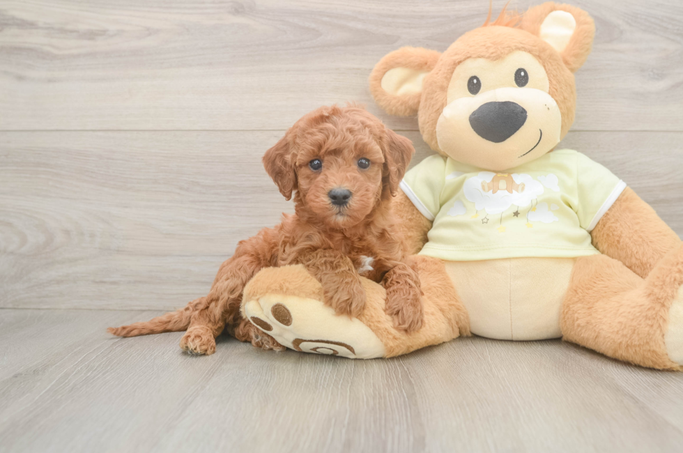 6 week old Mini Irish Doodle Puppy For Sale - Florida Fur Babies
