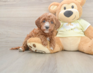 6 week old Mini Irish Doodle Puppy For Sale - Florida Fur Babies