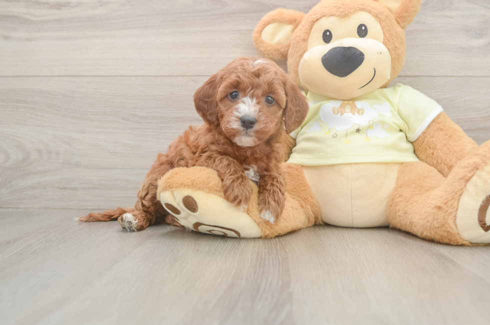 6 week old Mini Irish Doodle Puppy For Sale - Florida Fur Babies