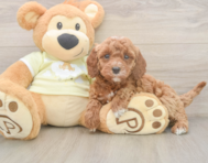 6 week old Mini Irish Doodle Puppy For Sale - Florida Fur Babies