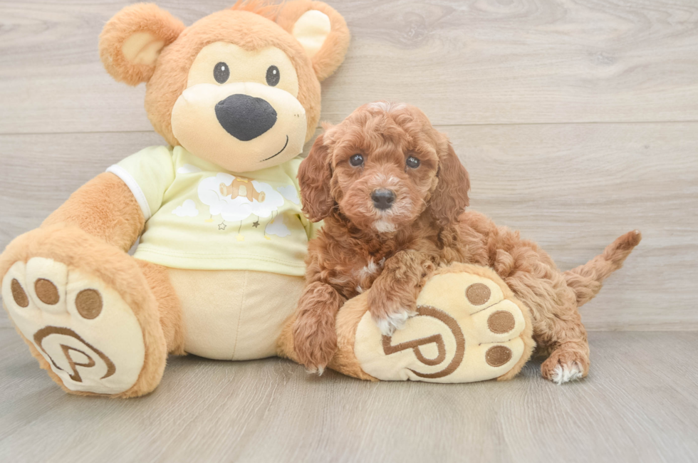 6 week old Mini Irish Doodle Puppy For Sale - Florida Fur Babies