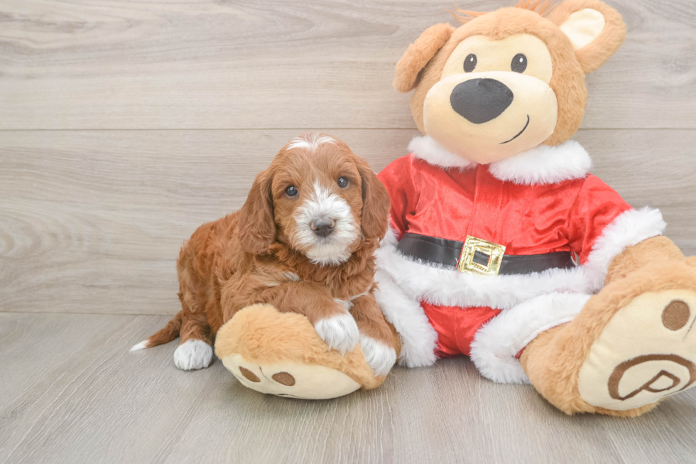 Happy Mini Irish Doodle Baby