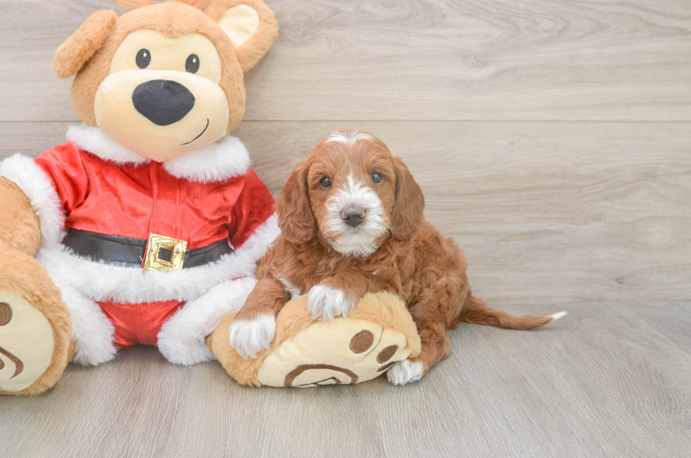 5 week old Mini Irish Doodle Puppy For Sale - Florida Fur Babies