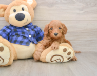 5 week old Mini Irish Doodle Puppy For Sale - Florida Fur Babies