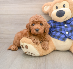 5 week old Mini Irish Doodle Puppy For Sale - Florida Fur Babies