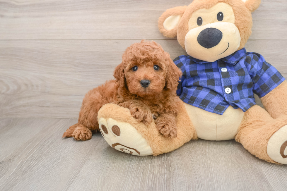 Mini Irish Doodle Puppy for Adoption
