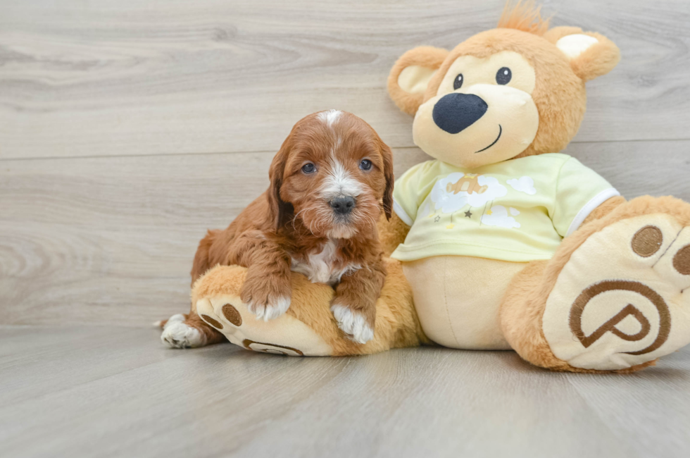 6 week old Mini Irish Doodle Puppy For Sale - Florida Fur Babies