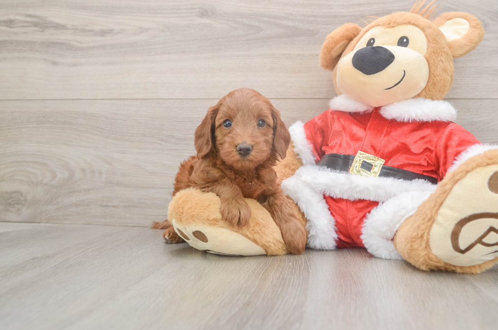 5 week old Mini Irish Doodle Puppy For Sale - Florida Fur Babies