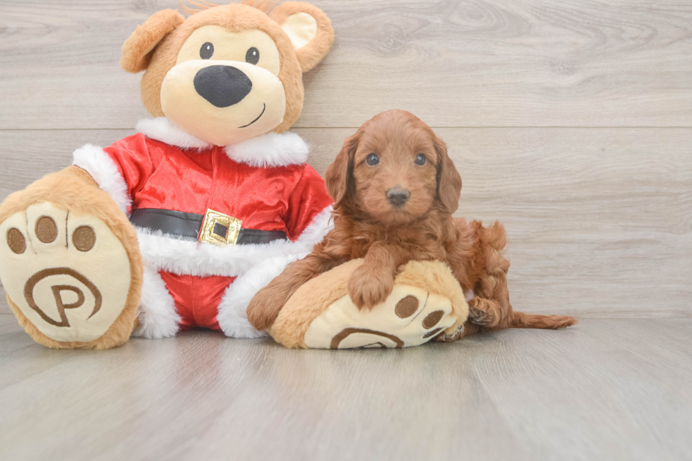 Best Mini Irish Doodle Baby