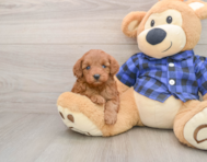 9 week old Mini Irish Doodle Puppy For Sale - Florida Fur Babies