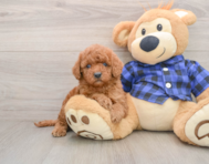 6 week old Mini Irish Doodle Puppy For Sale - Florida Fur Babies