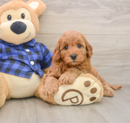 5 week old Mini Irish Doodle Puppy For Sale - Florida Fur Babies