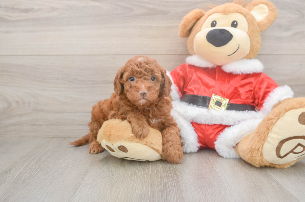 8 week old Mini Irish Doodle Puppy For Sale - Florida Fur Babies