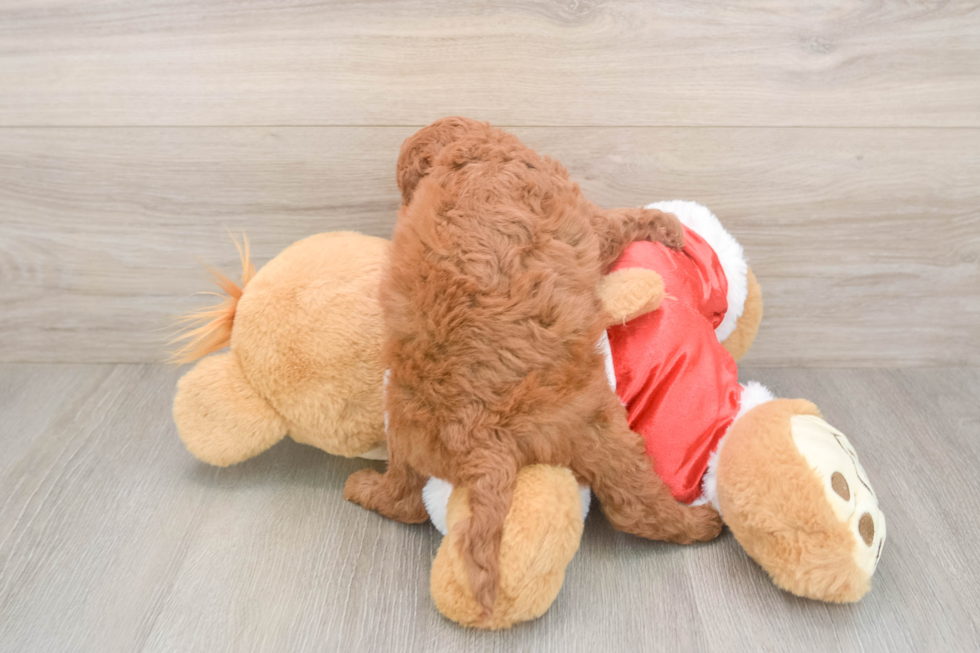 Mini Irish Doodle Puppy for Adoption