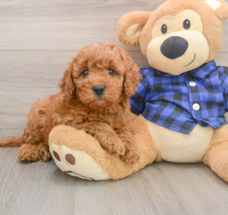 5 week old Mini Irish Doodle Puppy For Sale - Florida Fur Babies
