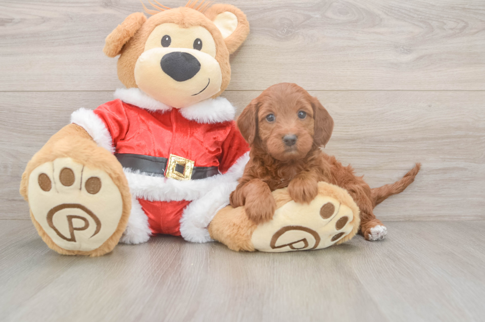 5 week old Mini Irish Doodle Puppy For Sale - Florida Fur Babies